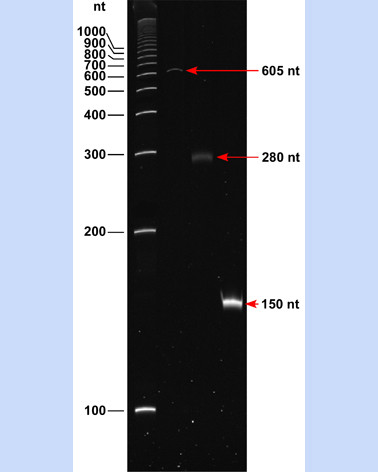 ssDNA 100 Ladder