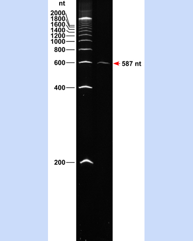 ssDNA 200 Ladder