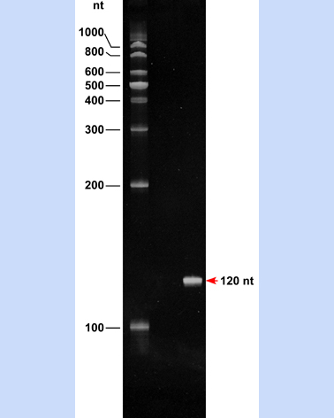 ssRNA 100 Ladder