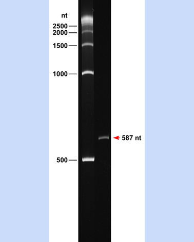 ssDNA 500 Ladder