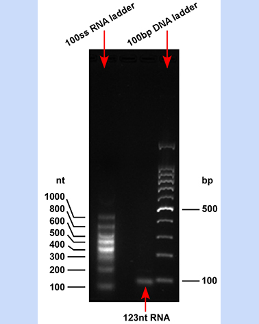 ssRNA 100 Ladder