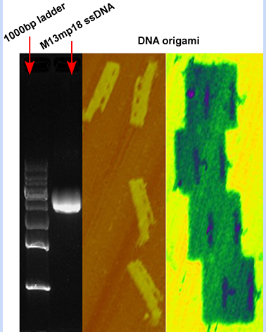 M13 ssDNA 7249nt