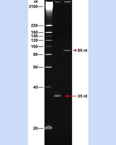 ssDNA 20 Ladder