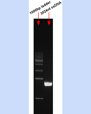 ssDNA 3024nt