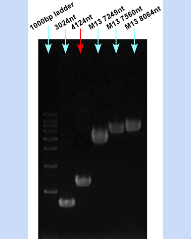 ssDNA 4124nt