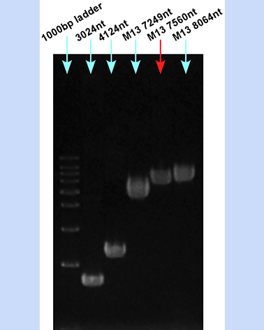 M13 ssDNA 7560nt