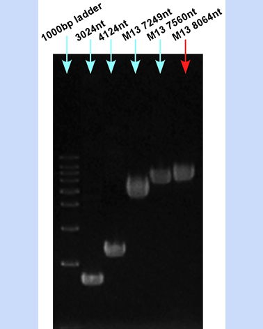 M13 ssDNA 8064nt