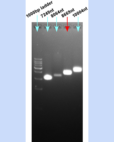 vcsM13 ssDNA 8669