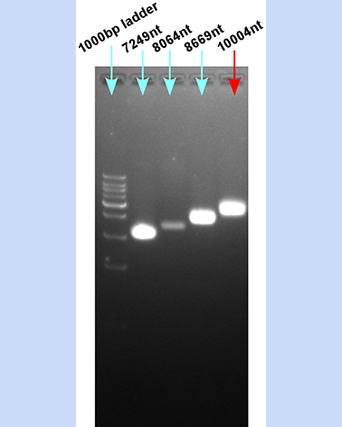 vcsM13 ssDNA 10004