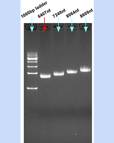 M13 ssDNA 6407nt