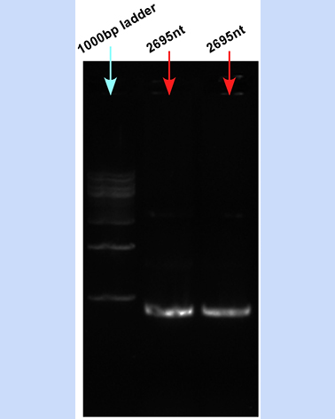 ssDNA 2695nt