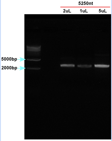 ssDNA 5250nt